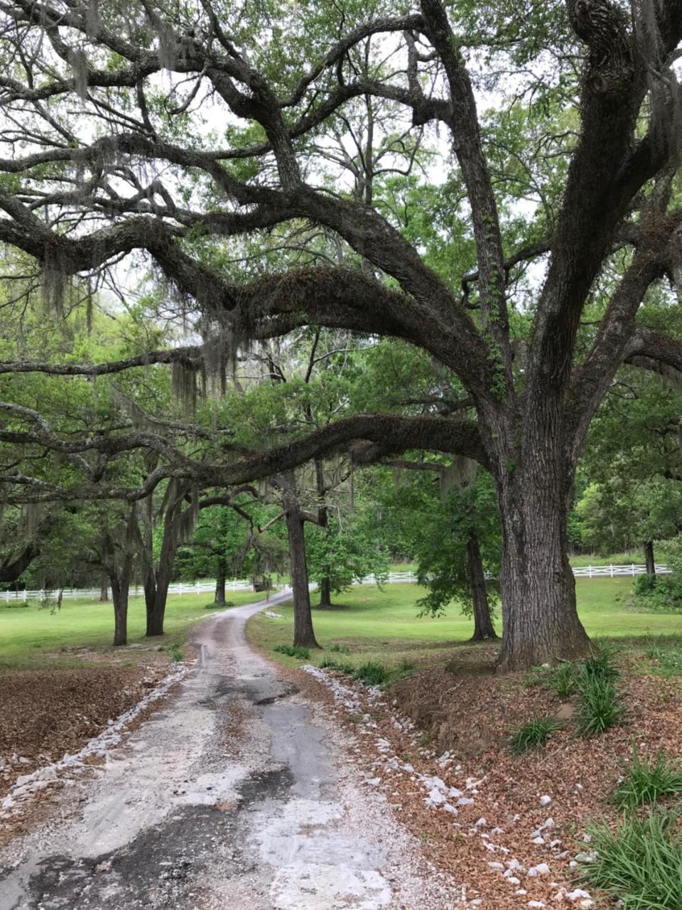 Canemount Plantation Inn Westside Esterno foto